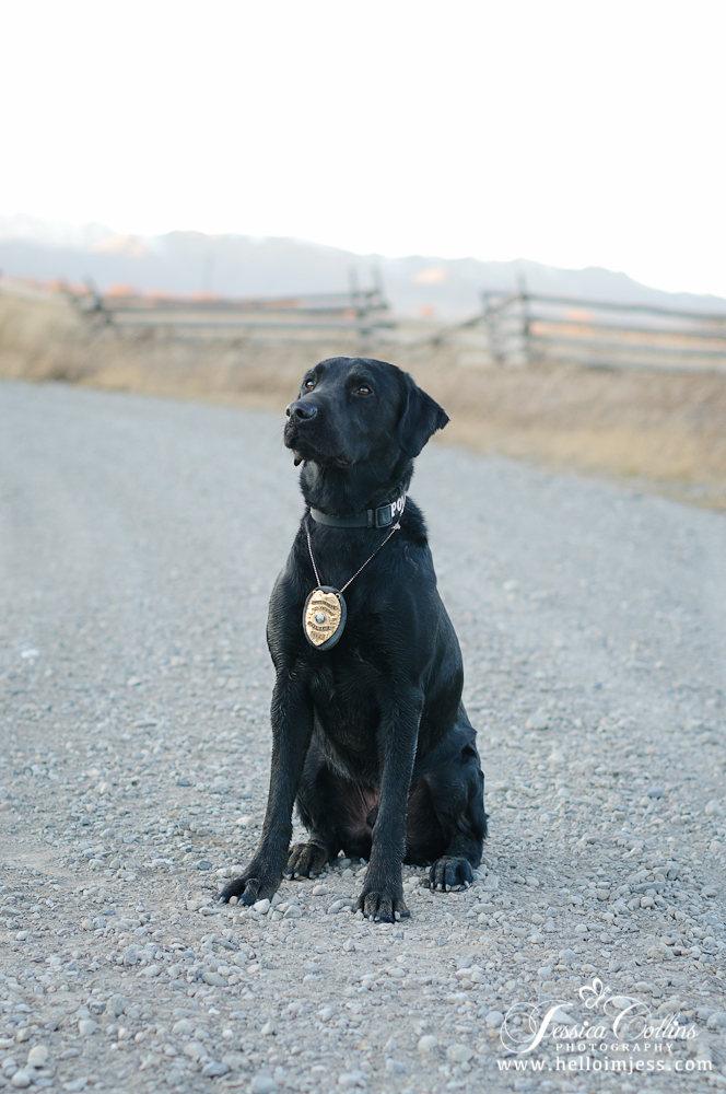 Hailey Idaho Police Dog | Jessica Collins Photography