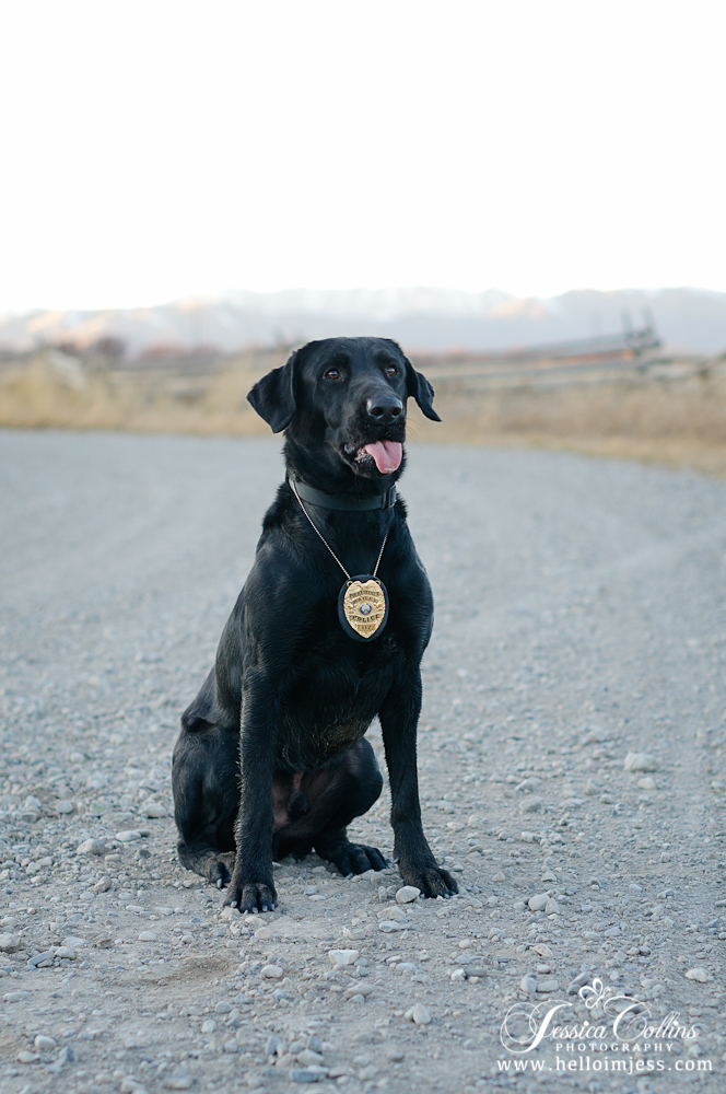 Hailey Idaho Police Dog | Jessica Collins Photography